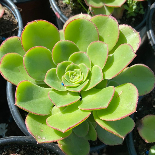 buy aeonium ciliatum 2
