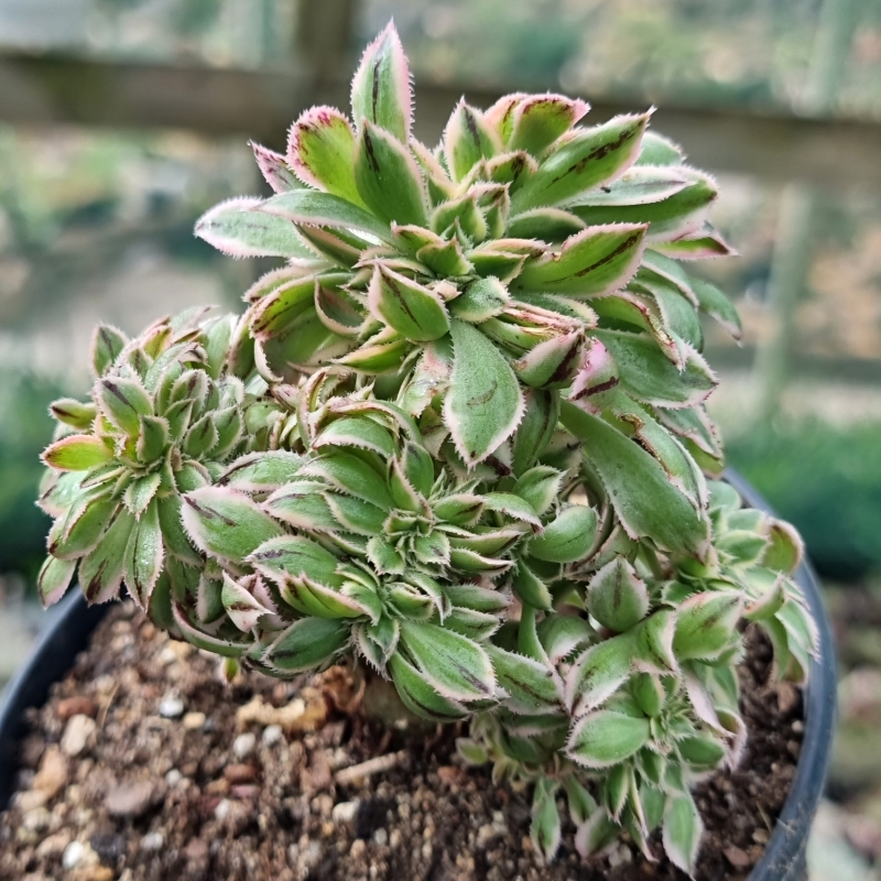 buy aeonium sunburst crested