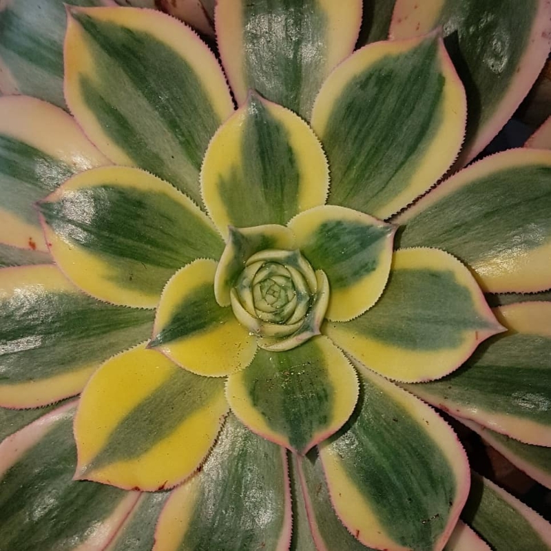 buy aeonium sunburst