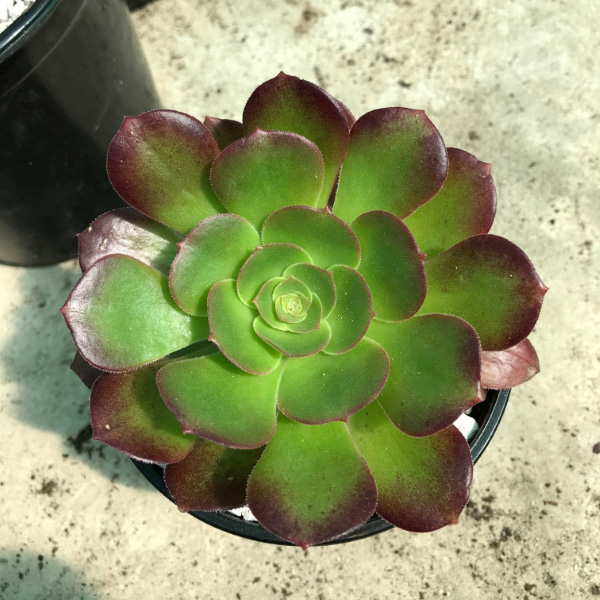 buy aeonium velour 2