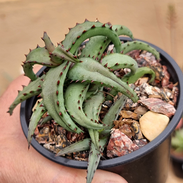 buy aloe castilloniae 1