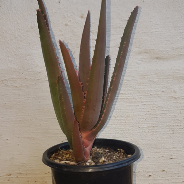buy aloidendron king rex small 2