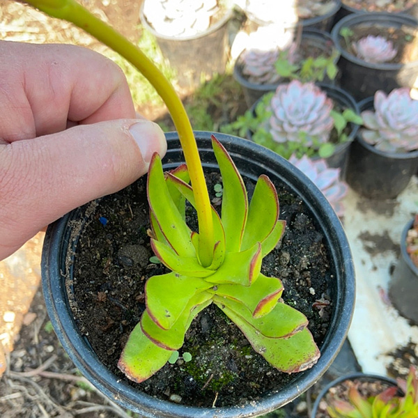 buy crassula capitella 2