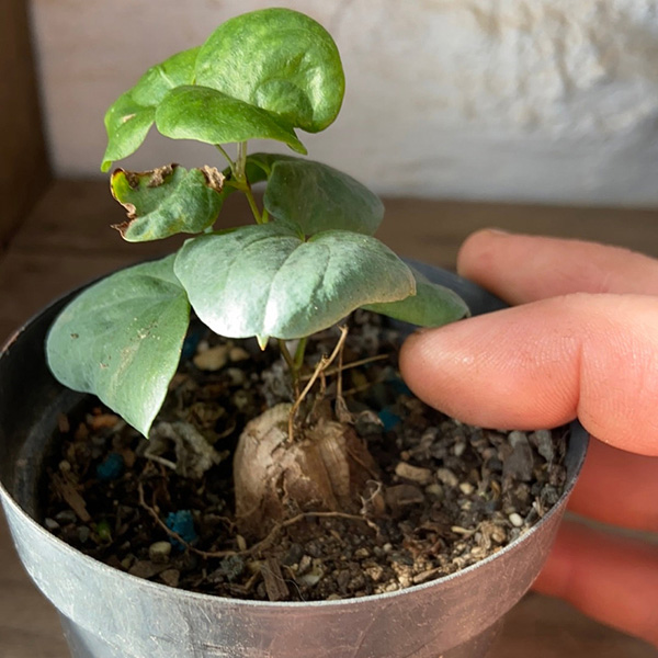 buy dioscorea elephantipes seedlings 2