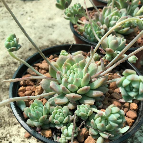 buy echeveria prolifica 2