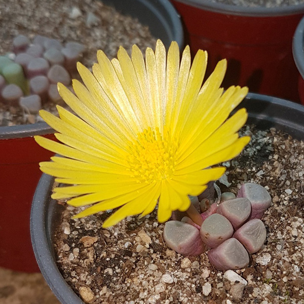 buy fenestraria rhopalophylla baby toes 2