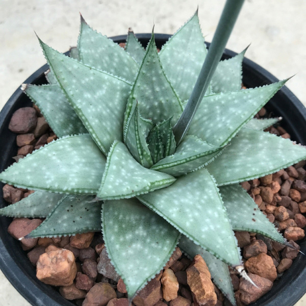 buy gasteraloe grey ghost 2