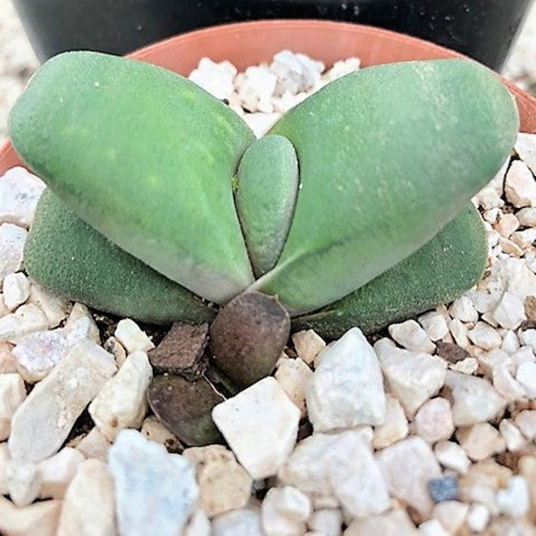 buy gasteria glomerata 2
