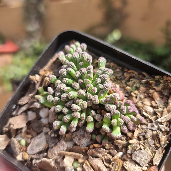 buy neohenricia sibbettii 2