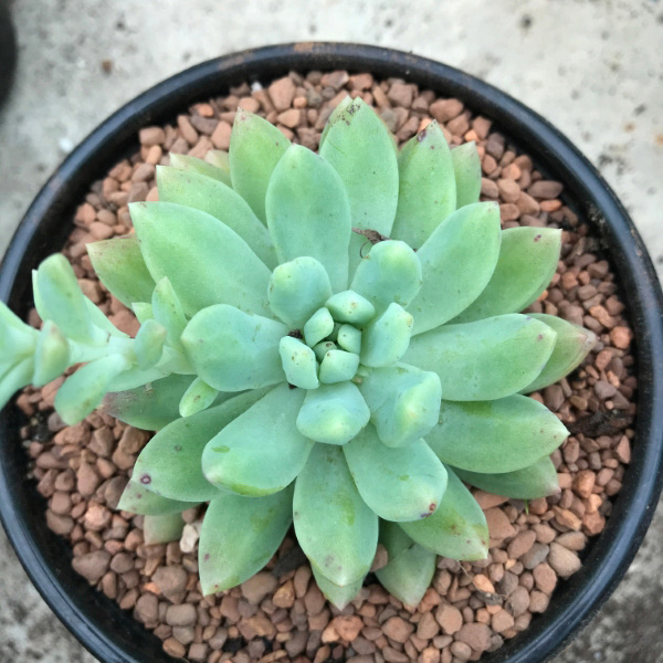 buy pachyphytum brevifolium 2