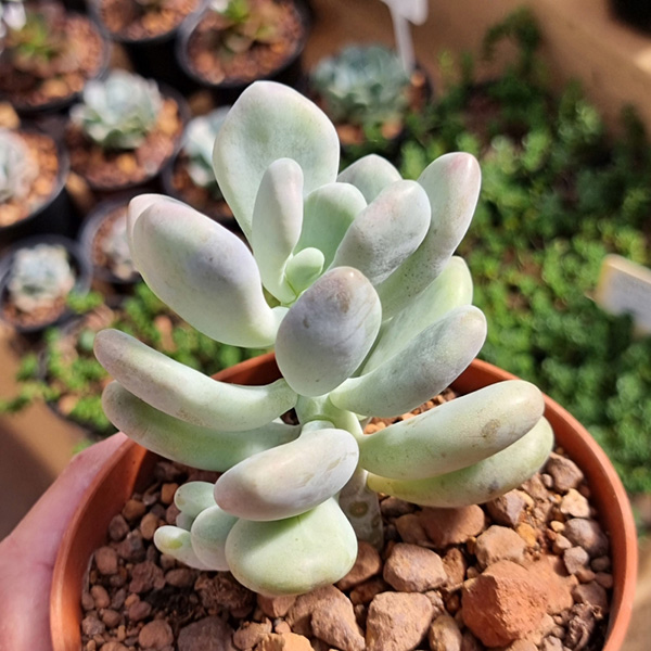 buy pachyphytum glutinicaule 2