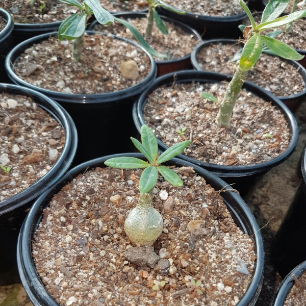 buy pachypodium bispinosum 2